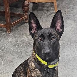 xDutch Shepherd All Grown Up from We Like it Ruff Working K9 Breeding and Training