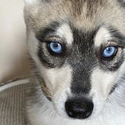Alaskan Klee Kai from Angels Klee Kai