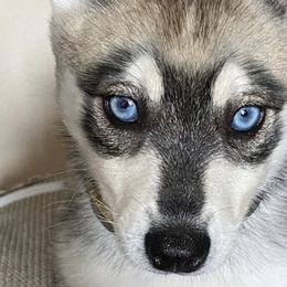Alaskan Klee Kai from Angels Klee Kai