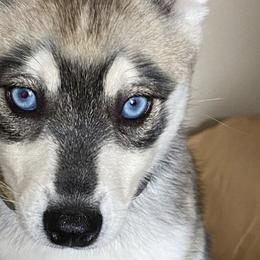 Alaskan Klee Kai from Angels Klee Kai
