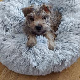 Cairn Terrier Puppies from Elam Acres Cairn Terriers