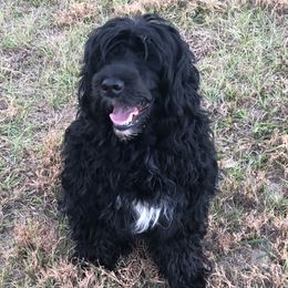 Cali - Portuguese Water Dog