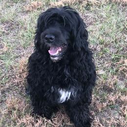 Cali - Portuguese Water Dog