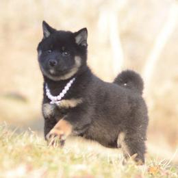 Taya  💕 Black and Tan Girl - Black and tan female Shiba Inu puppy in Neosho, Missouri from Sunny Terrace Shibas