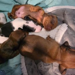 Sausage - Chocolate and tan male Dachshund puppy in San Antonio, Texas from Little Paws Doxies