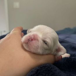 Male 3 - White male Shih Tzu puppy in Needville, Texas from Precious Moments Shih Tzu