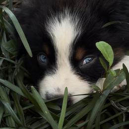 Buckaroo AKC Tailed - Black tri-color male Australian Shepherd puppy in Inverness, Florida from Swamp Puppy Canine Kennel