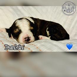 Dunkin' - Sable male Bernedoodle puppy in Belleville, Michigan from Moose Tracks Bernedoodles