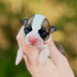 Cinnamon - Red female Pembroke Welsh Corgi puppy in Yulee, Florida from Pembroke Welsh Corgis at Belle Haven
