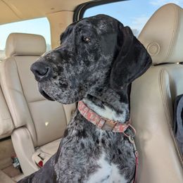 Kali - Great Dane