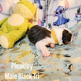 Australian Shepherd Puppies from Gordon and Sons Farms