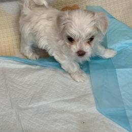 Spring's Blooming Madeline MFK AKA Maddy - White female Maltese puppy in Calhan, Colorado from Millennium Falcon Kennels