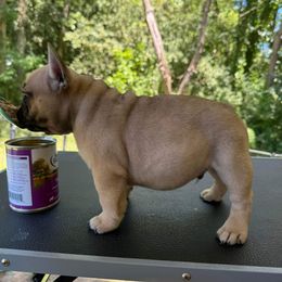 French Bulldogs and Labrador Retrievers from Northern Ridge Retrievers & The Frenchie Babes