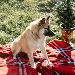 Nenet Herding Laika and Yakutian Laika Puppies from Mystic Winds Kennel
