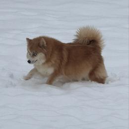 Elly - Pomsky