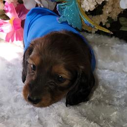 Dachshund Puppies from CLARK'S BREEDING PROGRAM