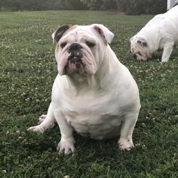 Kimber - Bulldog