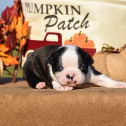 Kobe - Black and white male Boston Terrier puppy in Gober, Texas from Trigger Time Kennels