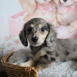 Sherwin - Dapple male Dachshund puppy in Pace, Florida from Shoebox Doxie’s