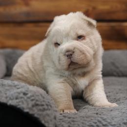 Girl 3 - Cream female Chinese Shar-Pei puppy in Sherman, Texas from SNK Shar-Pei