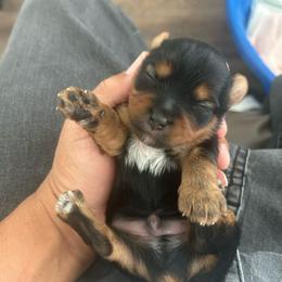 Male 1 - Black and tan male Yorkshire Terrier puppy in Kissimmee, Florida from Bebe AKC Puppies