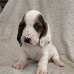 Stella - Black brown and white female Basset Hound puppy in Newton Grove, North Carolina from MGA Basset Hound