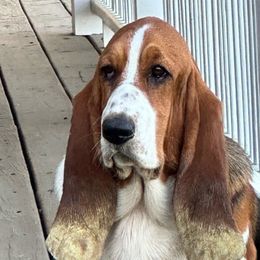 Stella - Basset Hound