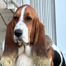 Stella - Basset Hound