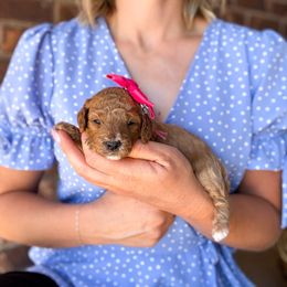 Cherry - Apricot female Poodle puppy in West Haven, Utah from Split Mountain Doodles