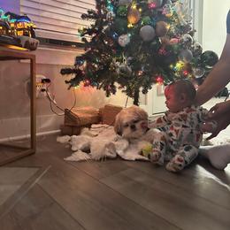 Shih Tzu and West Highland White Terrier Puppies from Westies of Morrison