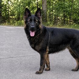 Orange - Sable male German Shepherd puppy in Casscoe, Arkansas from Crown H Shepherds