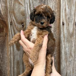 Pink Collar Girl - Merle female Goldendoodle puppy in San Augustine, Texas from Vintage Doodles