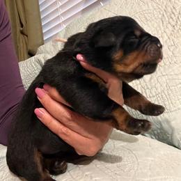 Lightening - Black and mahogany male Rottweiler puppy in Crothersville, Indiana from The Solid Rock Kennel