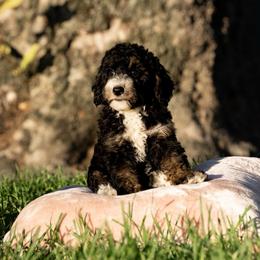 Tilly - Black female Sheepadoodle puppy in Los Angeles, California from Exquisite Doodles