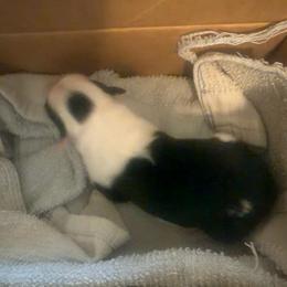 Three spot panda girl - Black and white female Border Collie puppy in Lebanon, Oregon from Cahill’s Canines