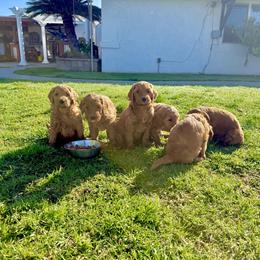 Boy - Red male Dachshund puppy in Corona, Ca Hemet, Ca Surpise, Az, California from Over The Moon Dachshunds