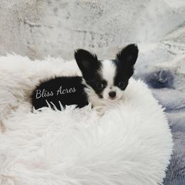 (TINY) Domino - Black and white male Chihuahua puppy in Ponca City, Oklahoma from Bliss Acres Farm