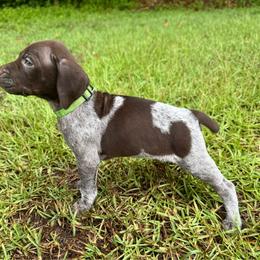 Thelma - Liver and white female German Shorthaired Pointer puppy in Georgia from CMC Farms