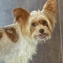Shorkies and Yorkshire Terriers from Chattanooga Yorkie and Shorkies
