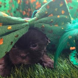 Mia Belle (Eleanor) - Chocolate female Shih Tzu puppy in Brighton, Missouri from Morningstar's Shih Tzu