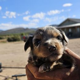 Blue Boy - Blue merle male Australian Shepherd puppy in Kingman, Arizona from Waggin Bow Mini Aussies