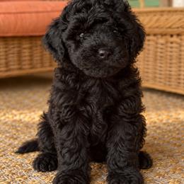 Finn - Black male Cavapoo puppy in Alachua, Florida from SongPaws