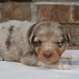 Cagney - Red merle female Australian Shepherd puppy in Wichita Falls, Texas from Spotted Mule Aussies