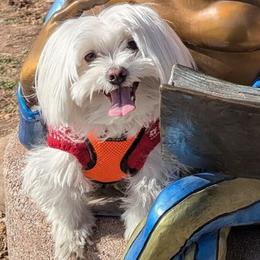 Winter - Maltese