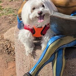 Winter - Maltese