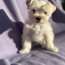 Loreal - Wheaten female Miniature Schnauzer puppy in Brenham, Texas from Ashley Martinez