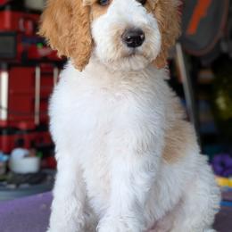 Grey Collar - Parti female Goldendoodle puppy in Olympia, Washington from Sinclairdoodles