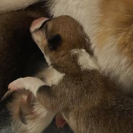 Pembroke Welsh Corgi Puppies from Holly Harmer