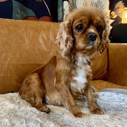 Dorothy - Cavalier King Charles Spaniel