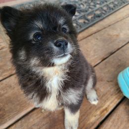 Pomsky Puppies from VooDoux Farms